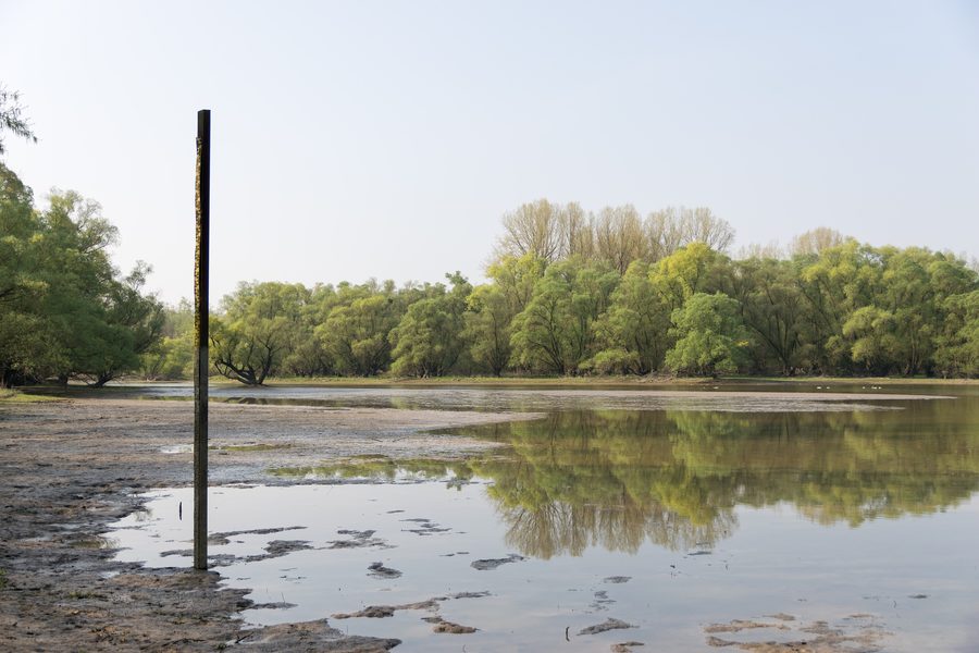 Western side of the old Rhine at Wintersdorf in the Rastatt Rhine floodplain