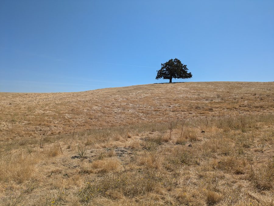 Landscape in Contra Loma Regional Park near Antioch