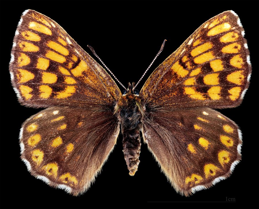 File:(MHNT) Hamearis lucina - Amiel Penne, Tarn, France - female dorsal.jpg