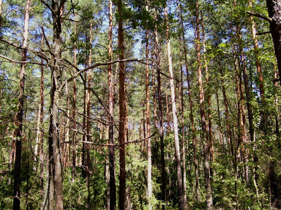Forest landscape in the Puszcza Biała in the Masovian Voivodeship