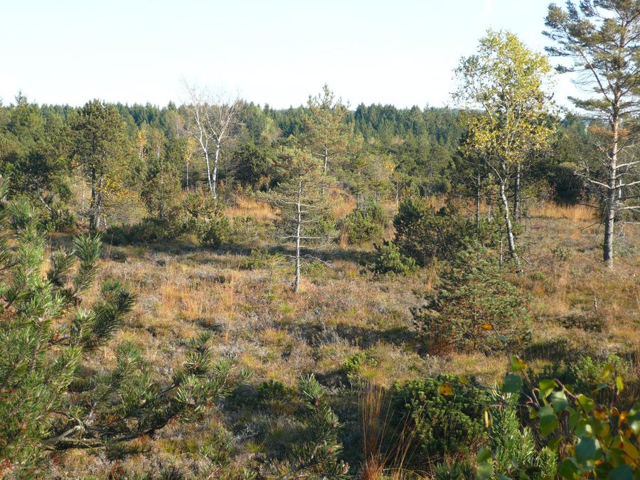 Landscape in the Bodenmöser, a natural area near Isny in Allgäu