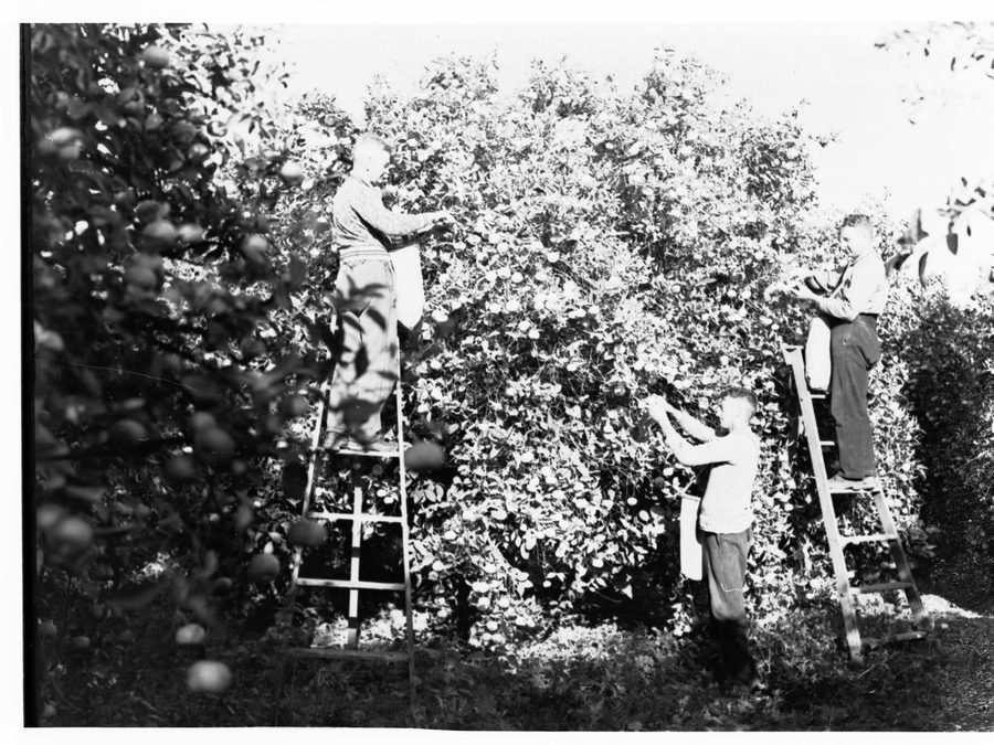 Three men harvesting mandarins in Renmark