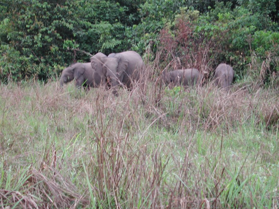 Forest animal in a natural setting in the Congo
