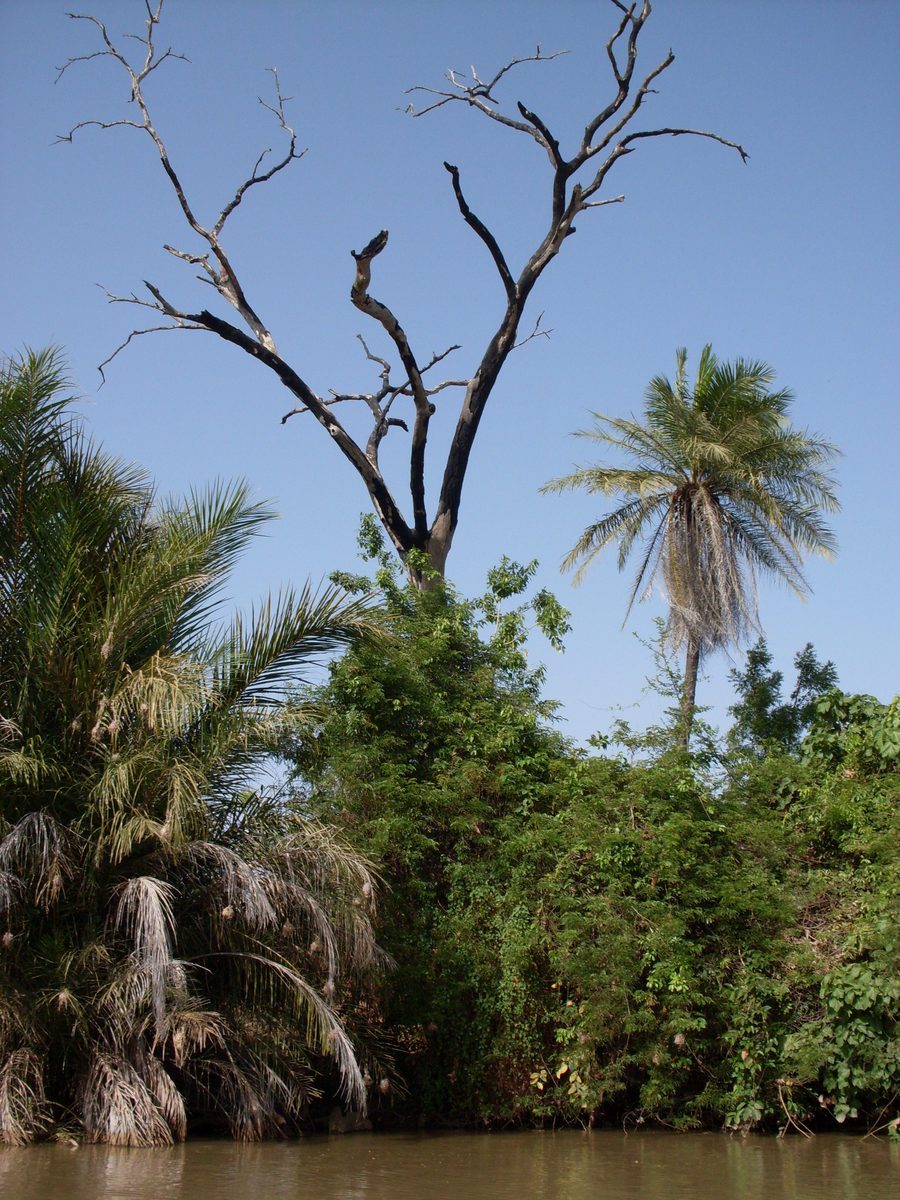 The Gambia River