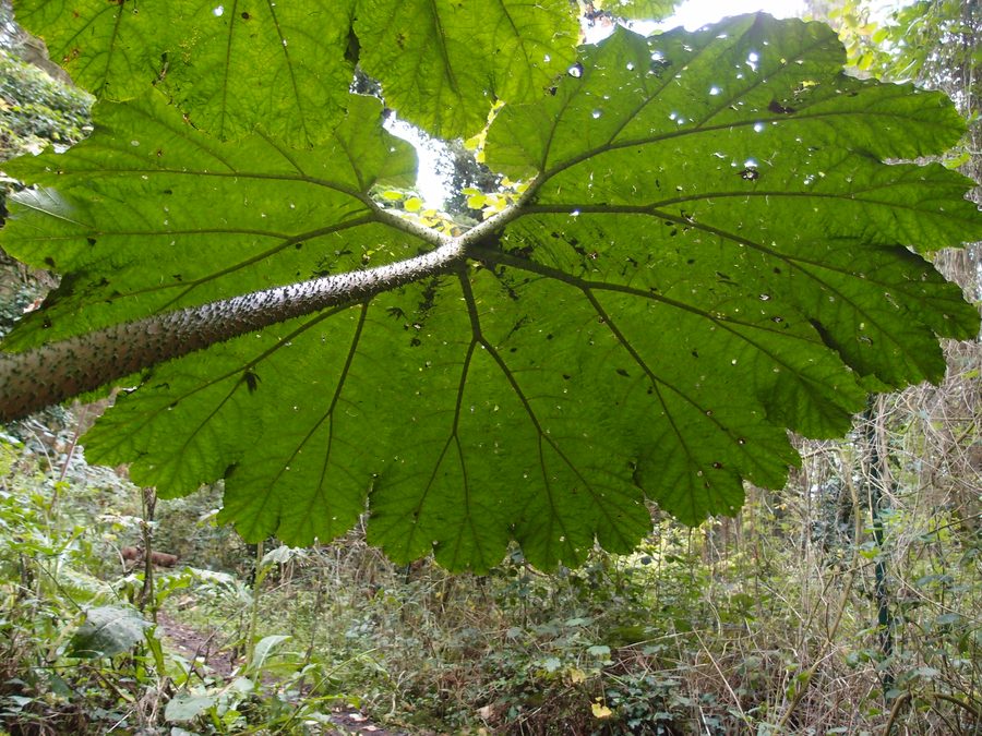 Gunnera manicata 'Aparados da serra' in the Jardin Jungle Karlostachys