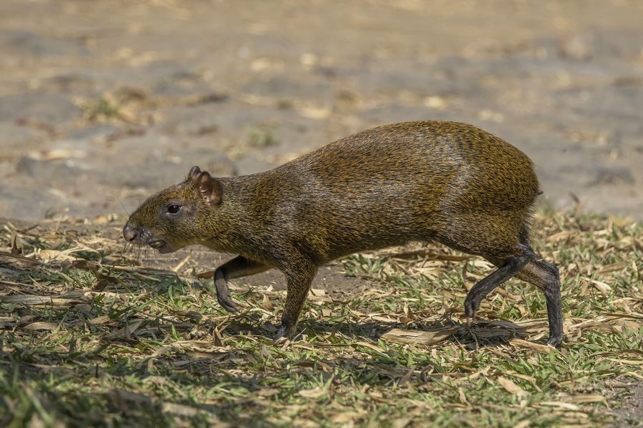 A Central American agouti sits in the grass and looks alertly to the side.