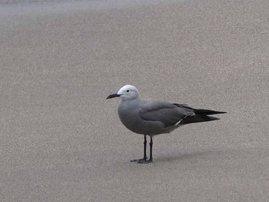 Garuma gull in Pan de Azúcar National Park in the Región de Atacama