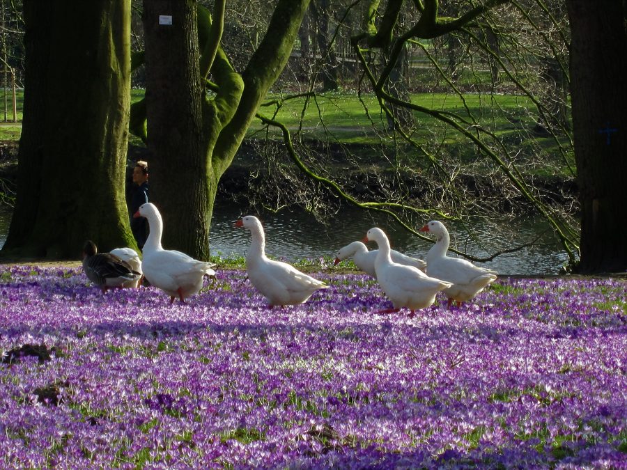 Geese on the landscaped Burginsel in Delmenhorst among blooming crocuses