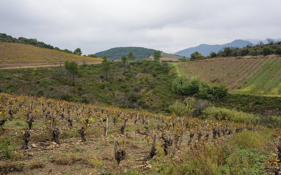 File:Vineyards in Berlou 02.jpg