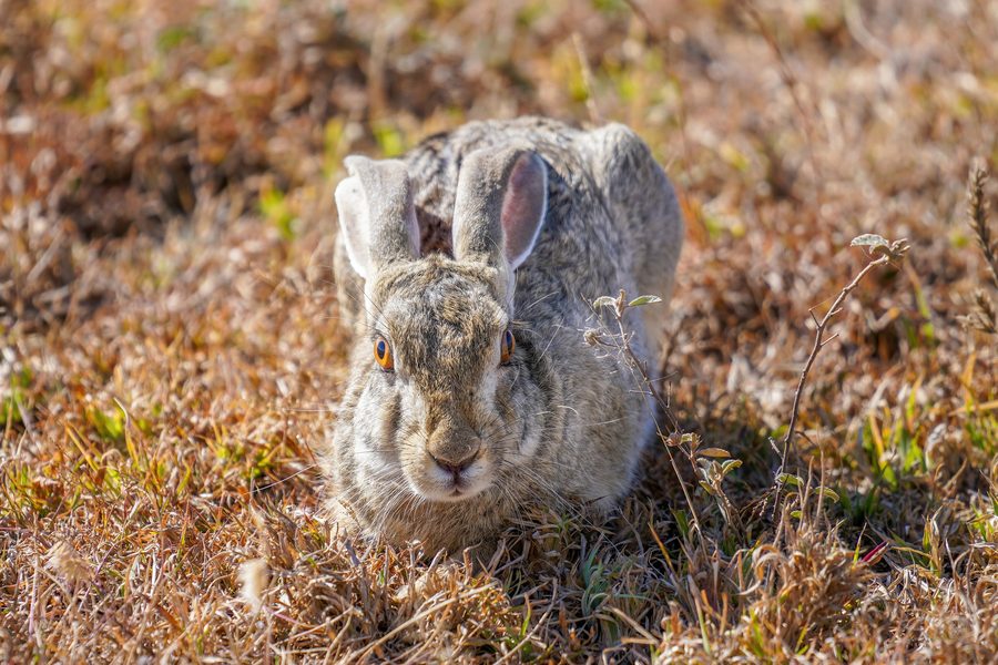 Hare in the Serengeti savannah