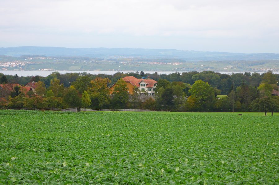 Blick auf den Bodensee oberhalb von Schönenbaumgarten bei Langrickenbach