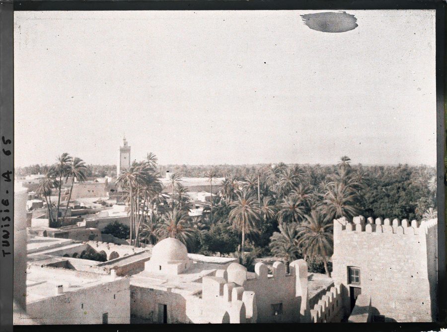 Date palms and oasis greenery in Gafsa.