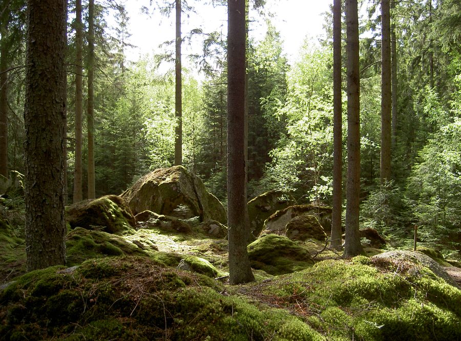 Spruce-birch boreal forest in Norra Kvill National Park, Kalmar County, Sweden