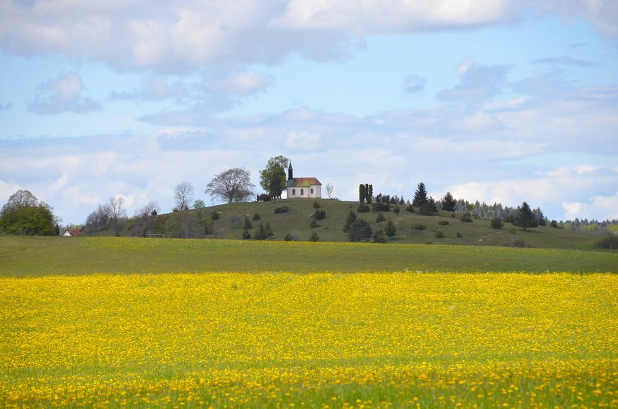 Juniper heath with St. Wolfgang's Chapel on Scheibenbühl near Obernheim