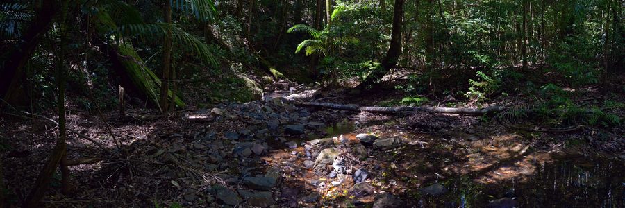 Never Never River in Dorrigo National Park