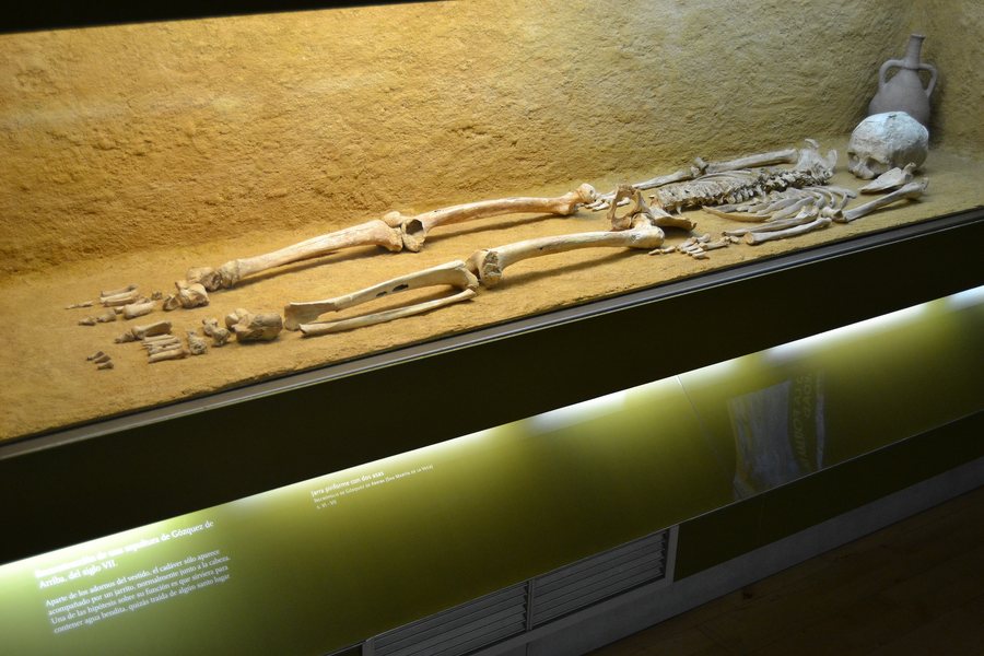 File:Museo Arqueológico Regional - Vista general del esqueleto (Gózquez de Arriba - San Martín de la Vega).jpg