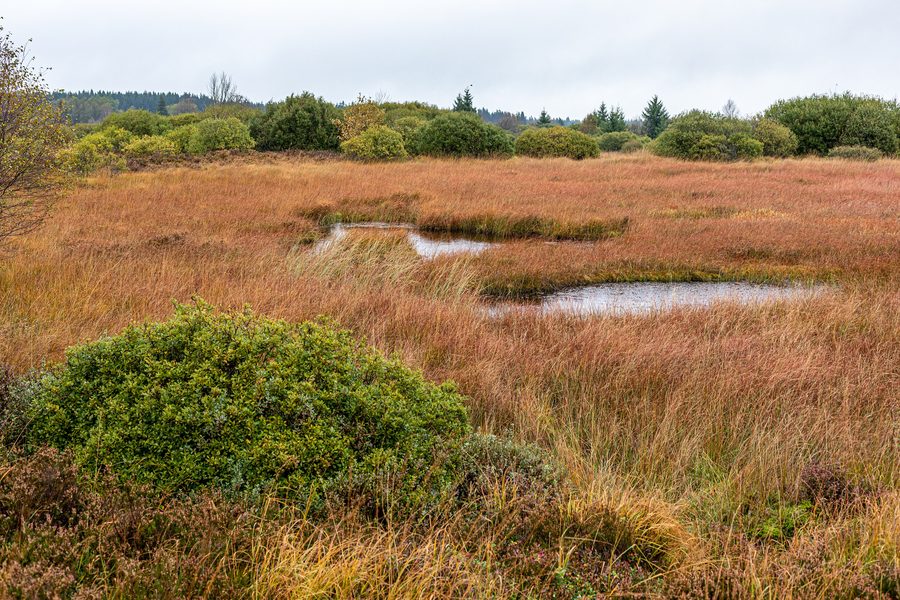Landscape of the High Fens in the Belgian Ardennes