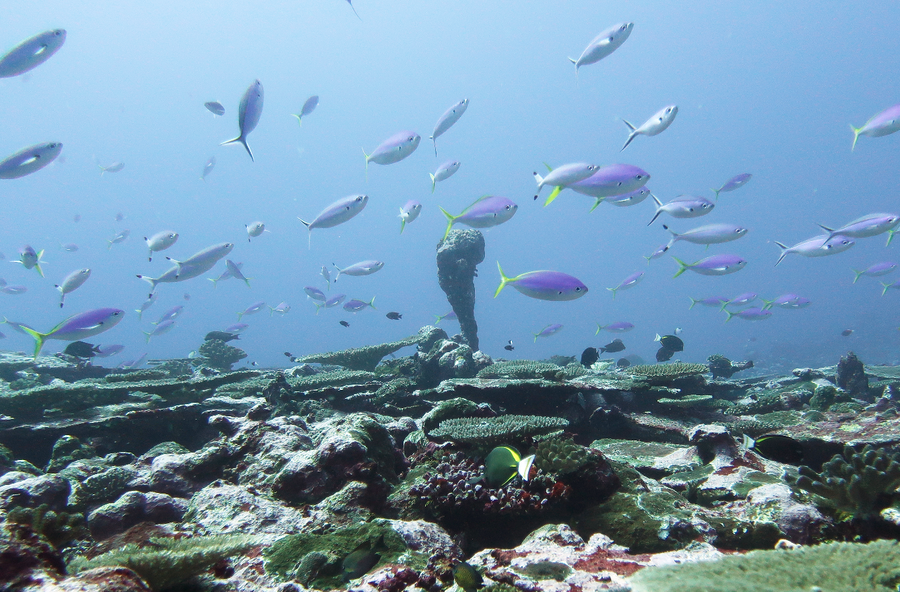 Reef and coastal water off Tutuila
