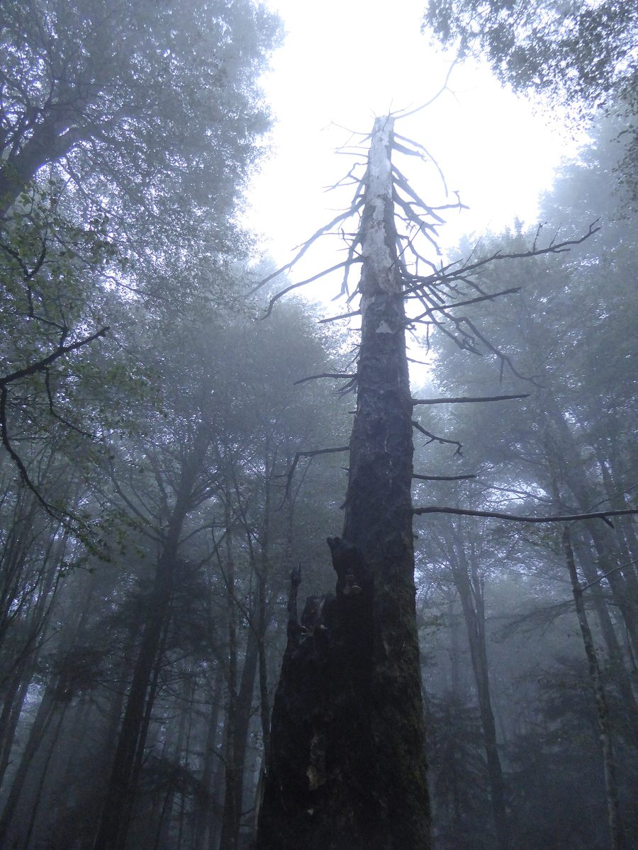 Tree in the Parco delle Serre near Serra San Bruno
