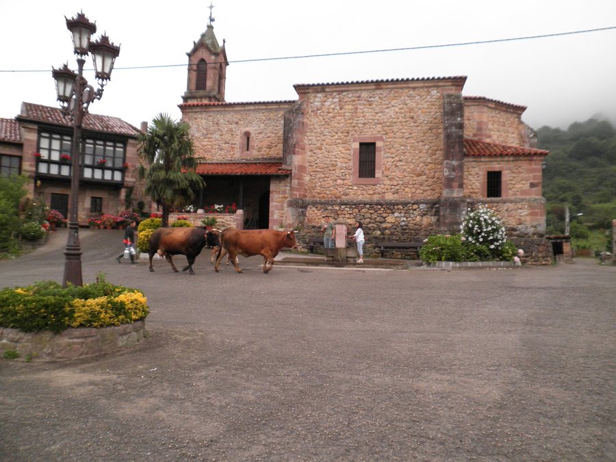 File:Celis vacas nati.jpg