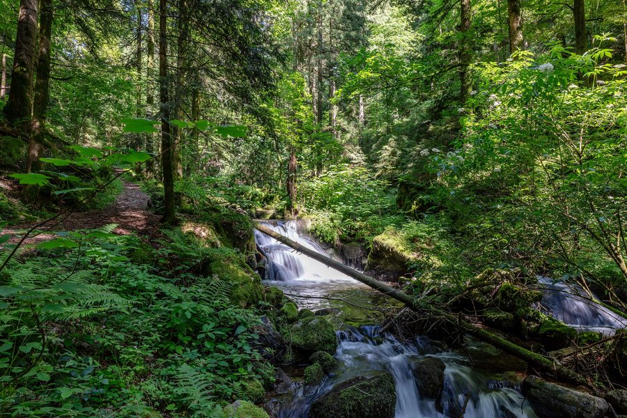 Teichbach Valley with wooded slopes and a narrow stream in the southern Black Forest