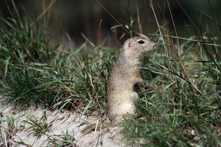 European ground squirrel at the Schloss Orth National Park Center