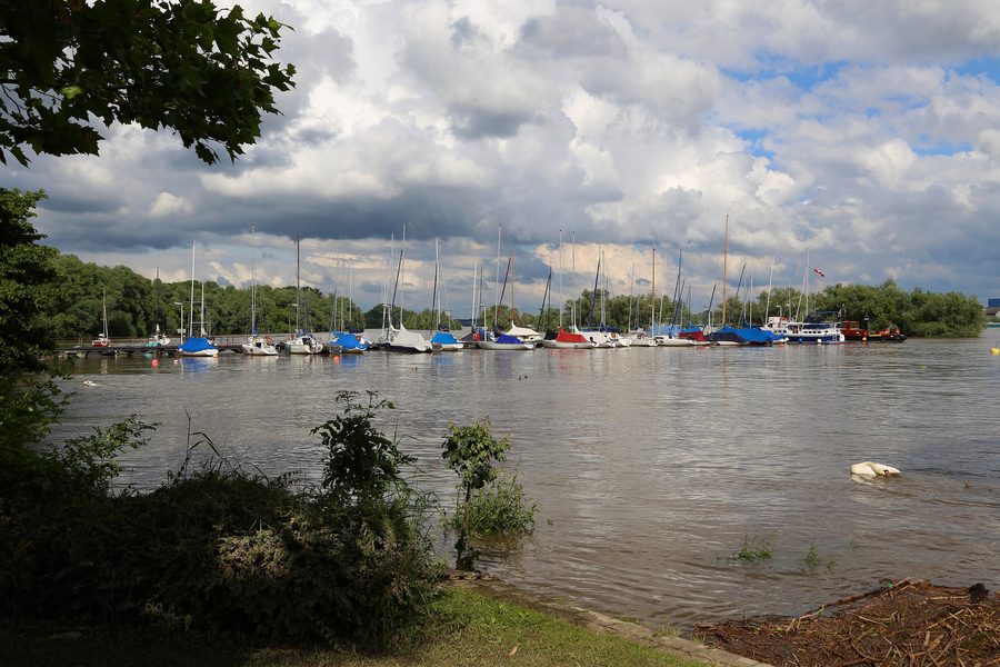 Rhein bei Niederwalluf im Wallufer Stadtgebiet