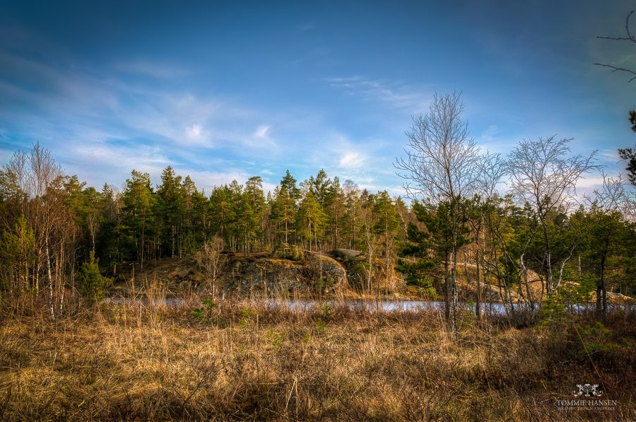 Leaves and vegetation at Gömmaren in Huddinge