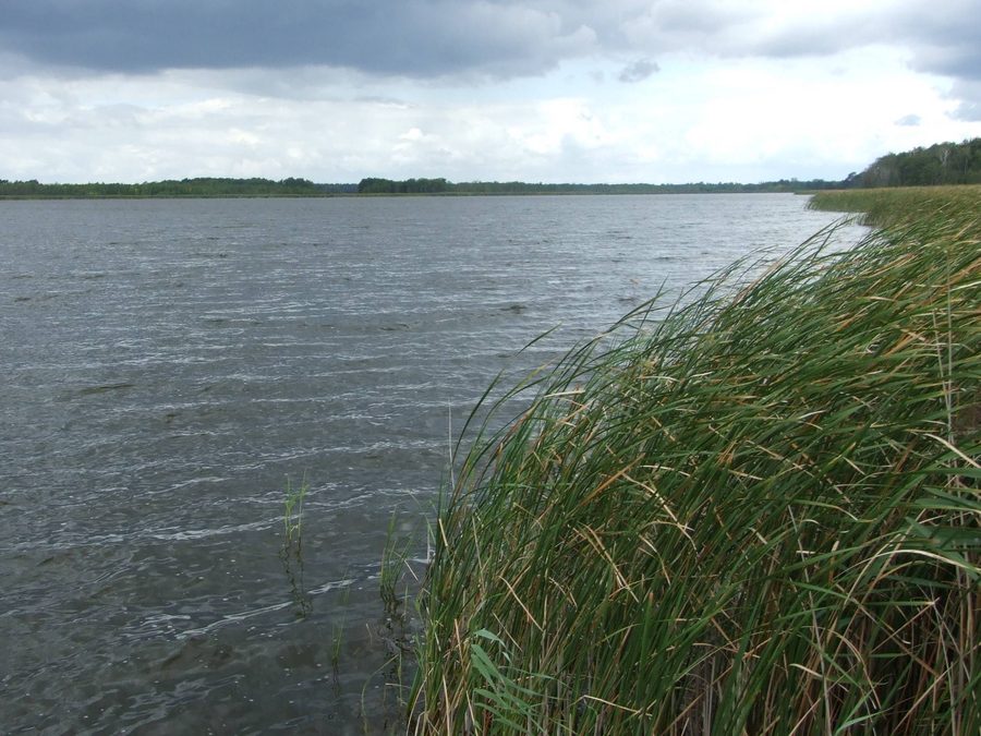 View of Großer Koblentzer See in the nature reserve