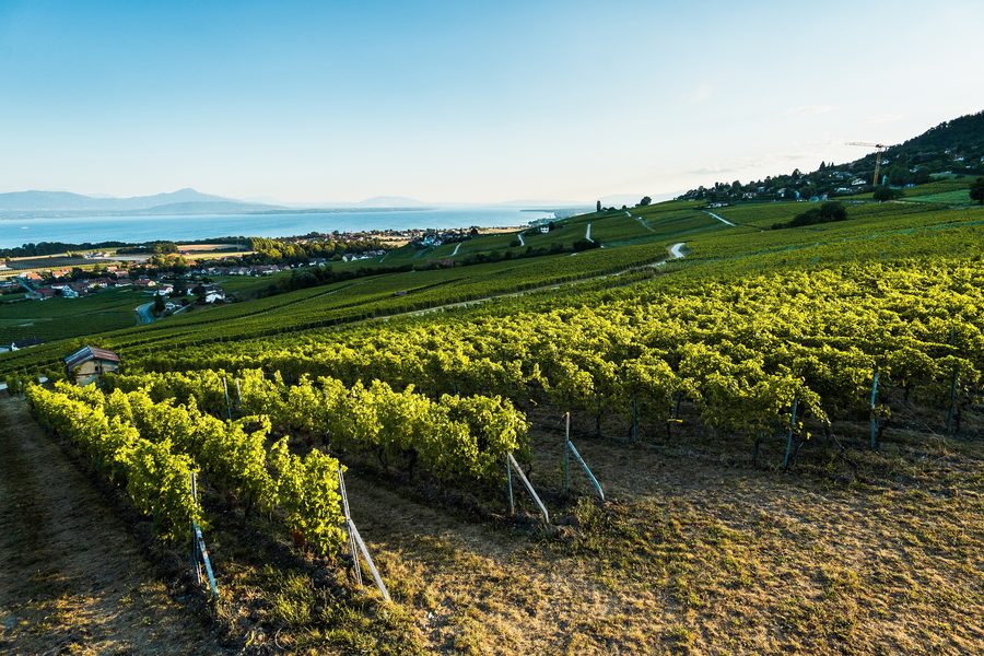 La Côte vineyards with a view of Lake Geneva