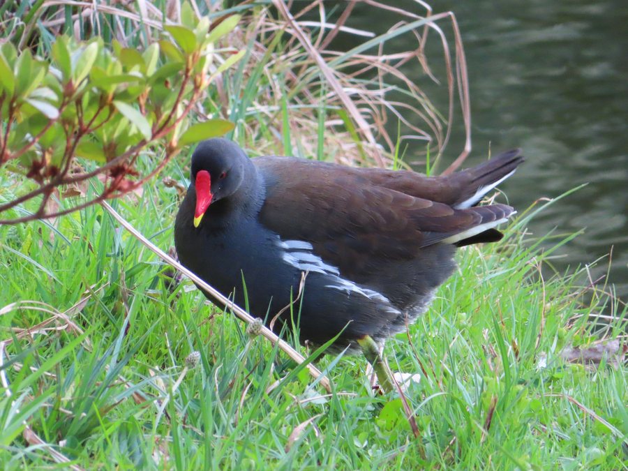 File:Gallinula chloropus vue à Le Plessis-Robinson, Île-de-France (France).jpg