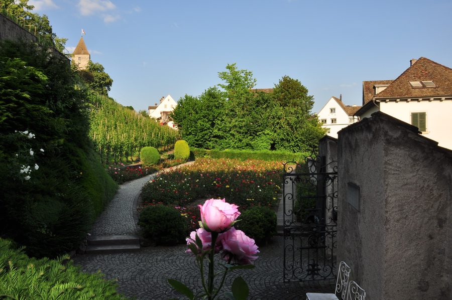 Rose garden in Rapperswil