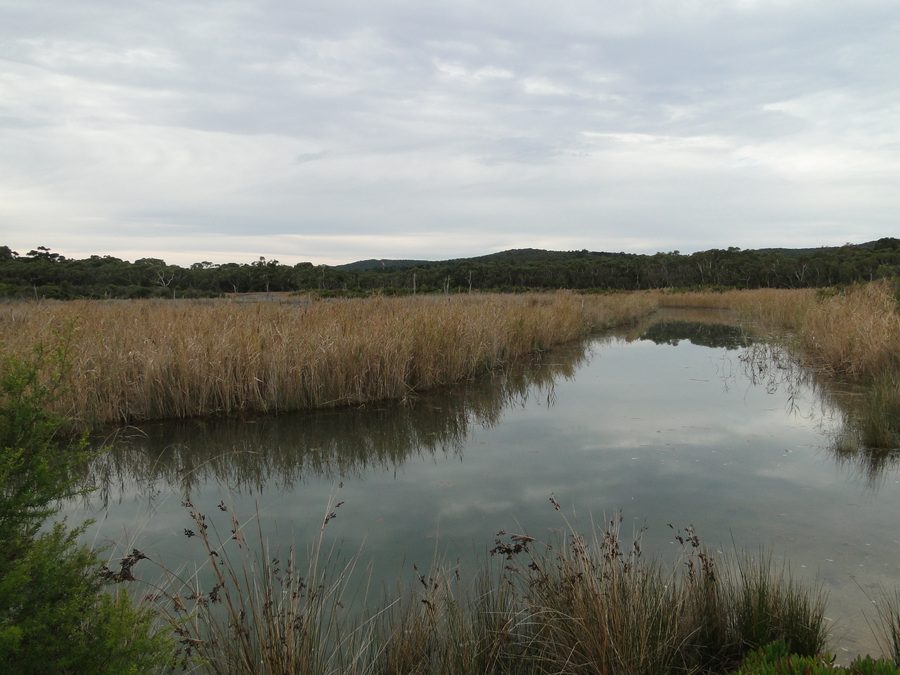 Anglesea River with riverside landscape in Coogoorah Park in Anglesea