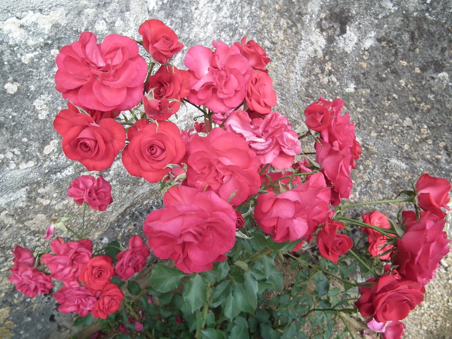 File:Rosiers à Saint-André-de-Lidon - panoramio.jpg