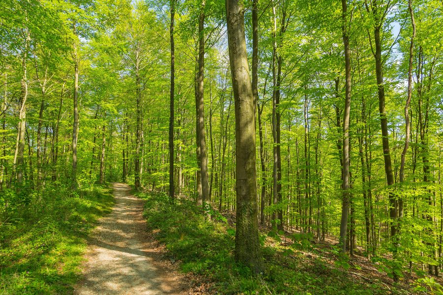 Ridgeway through the Kleiner Freeden on the Hermannsweg near Bad Iburg