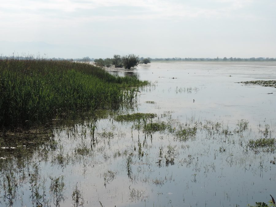 Landschaft am Kerkini-See bei Mandraki mit Seeufer und umliegender Natur