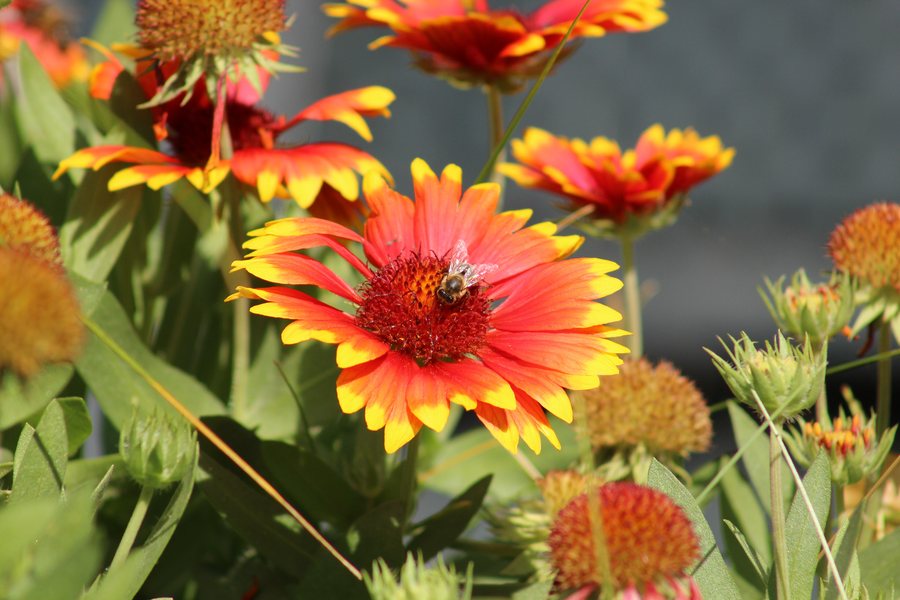File:Apis mellifera on Gaillardia pulchella - Saint-Martin-Vésubie.JPG