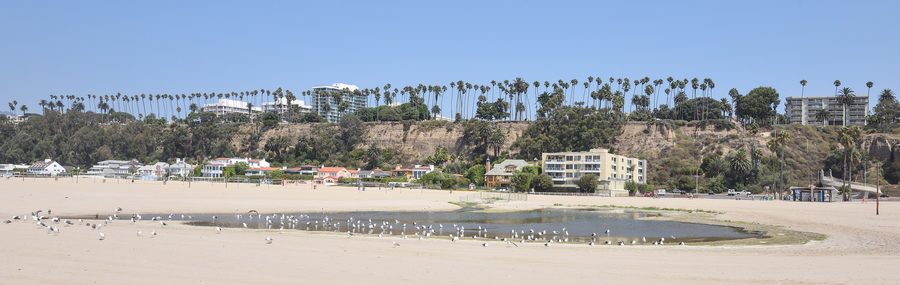 Santa Monica State Beach with western seagulls and a view along the Pacific coast