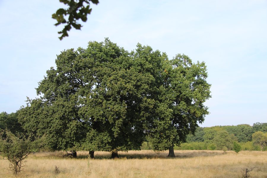 Group of oak trees on the Breite Plateau near Sighișoara in Mureș County, Romania
