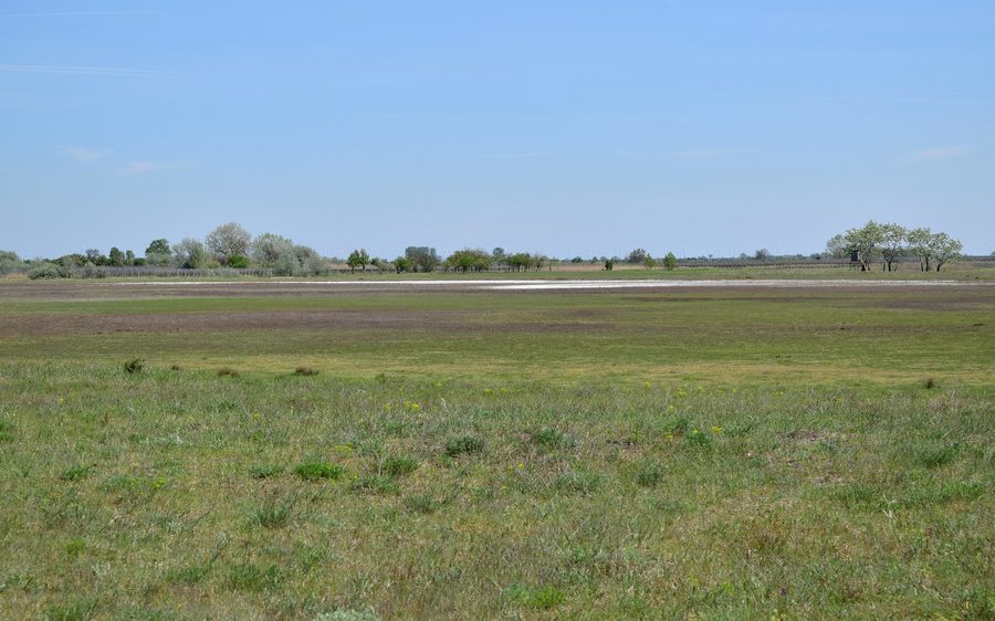 Lake Albersee in Neusiedler See-Seewinkel National Park with an open meadow landscape