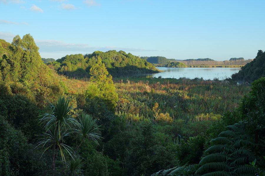 View over harakeke swamp towards Lake Papaitonga in Papaitonga Scenic Reserve