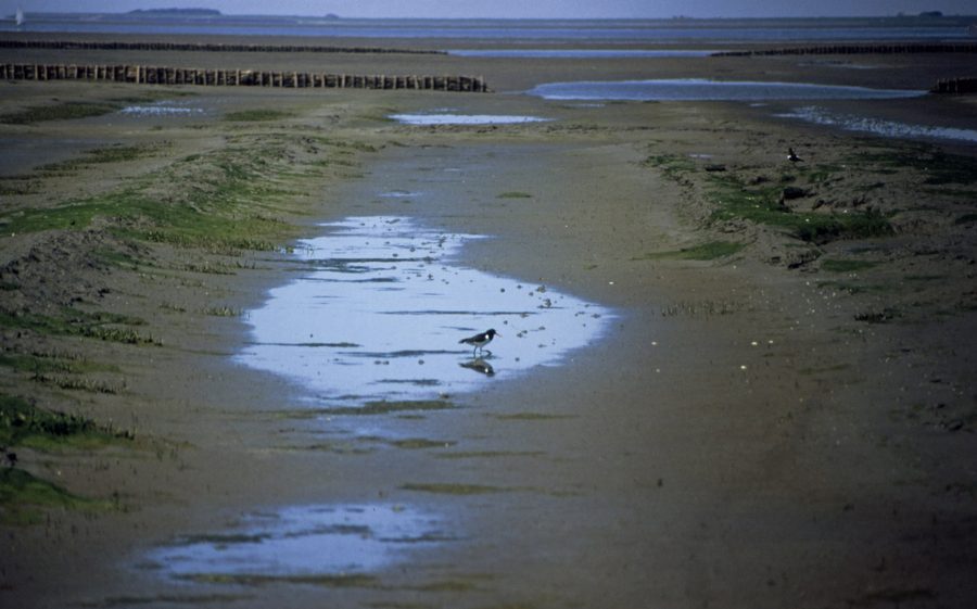 Oystercatcher in the mudflats near Norderfriedrichskoog