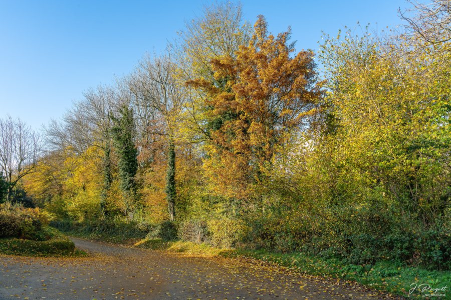 File:Lefaux - Arbres-1.jpg