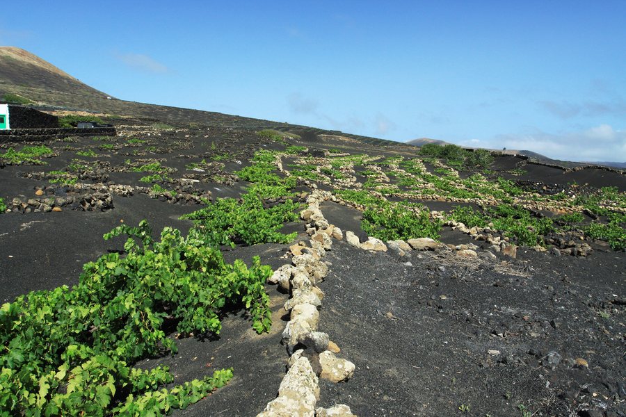 File:Vineyeard close to La Asomada on Lanzarote, June 2013 (1).jpg