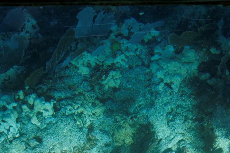 Unterwasseransicht im John Pennekamp Coral Reef State Park nahe Key Largo