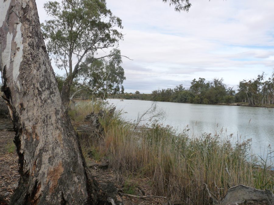 The Murray River near Renmark in South Australia