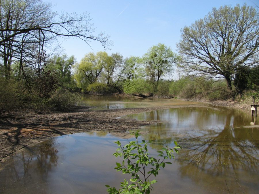 Landschaft im Eriskircher Ried bei Eriskirch mit niedrigem Wasserstand