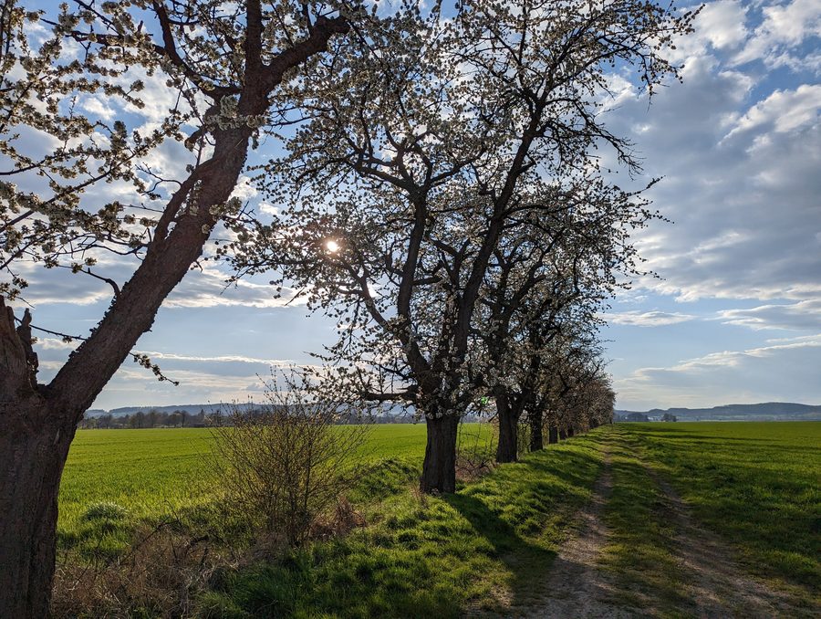 Spring landscape in the Solling near Uslar