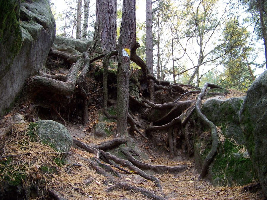 Forest and sandstone landscape near Mšeno.