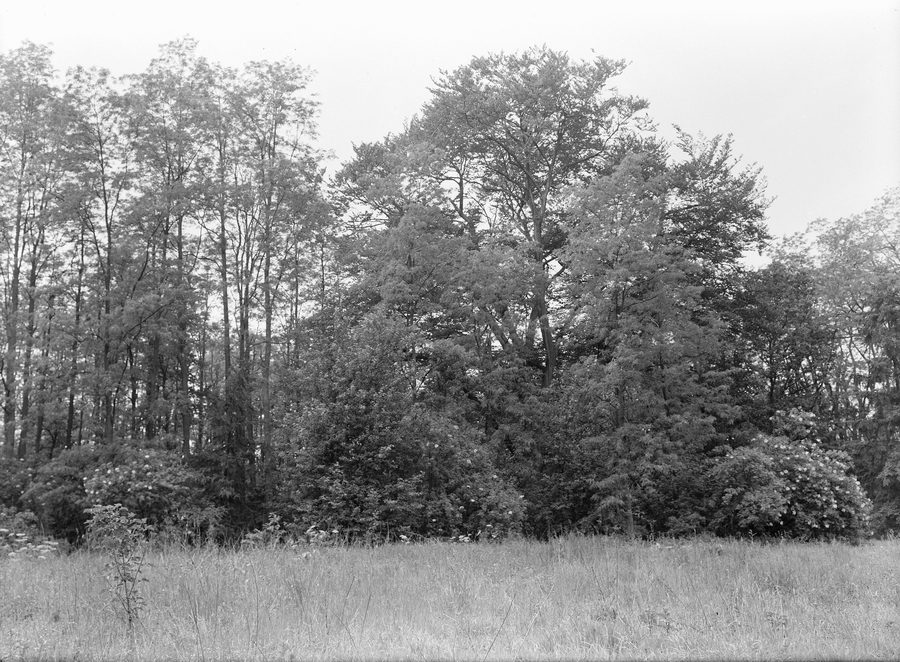 Forests with acacia trees in Geijsteren